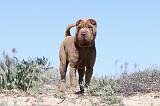 SHAR-PEI 583